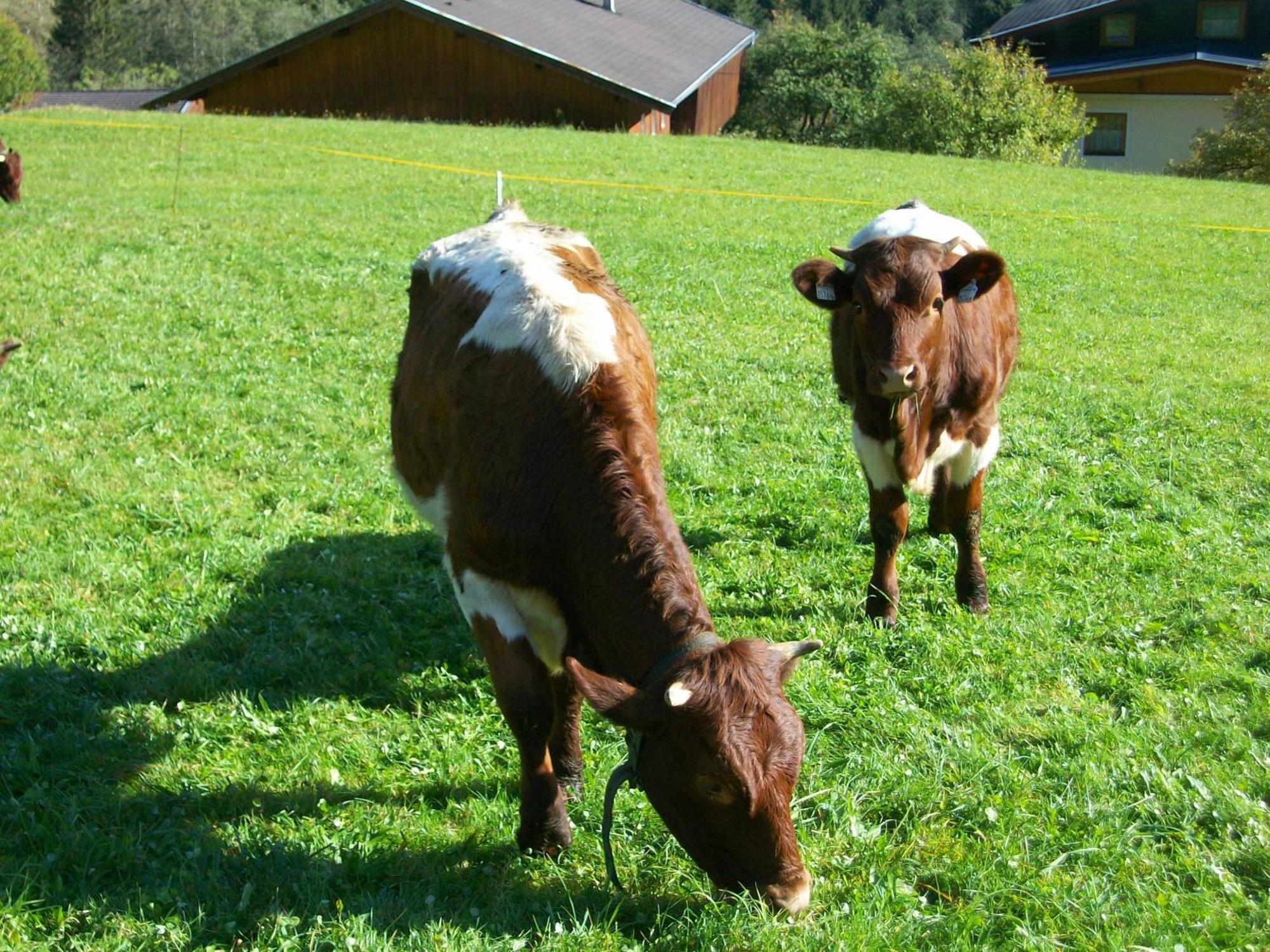 Oberschlassbergbauer Wald im Pinzgau Bagian luar foto